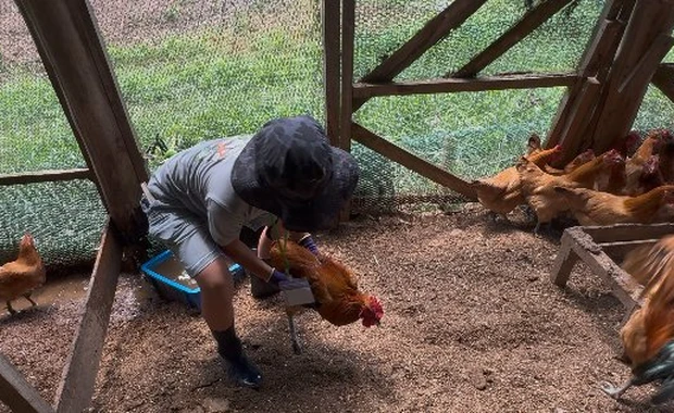 鶏を捕まえる体験に挑む参加者